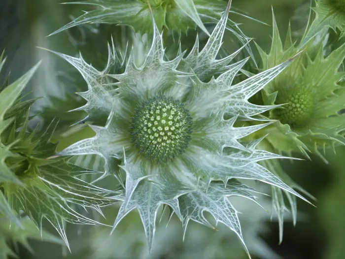 Stampa con cornice : Thistle Stampa con cornice : Thistle