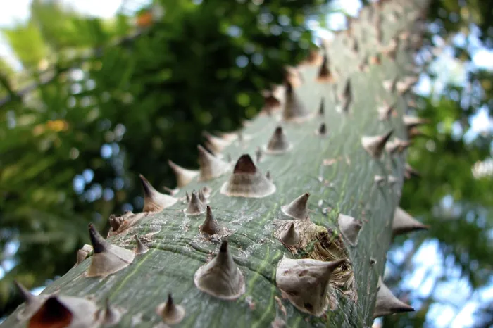 Stampa con cornice : Thorns Stampa con cornice : Thorns