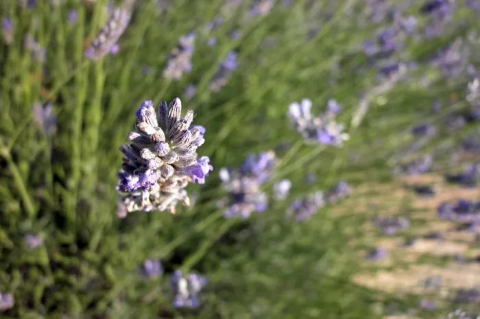 Stampa con cornice : Thyme Stampa con cornice : Thyme