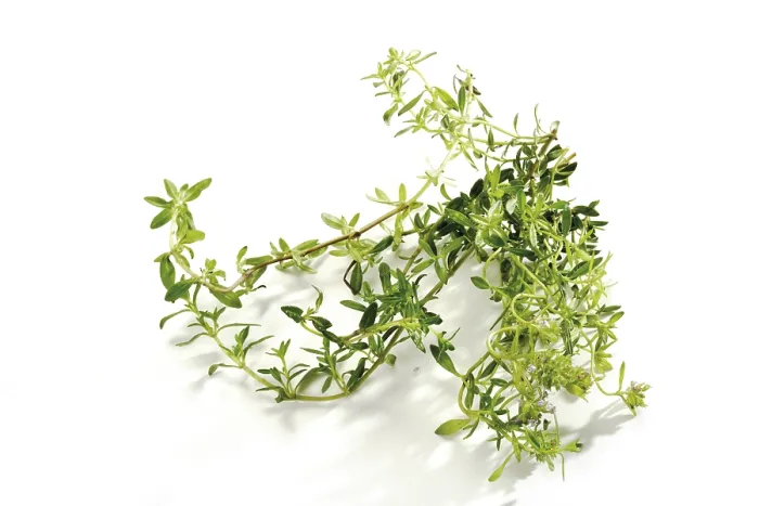 Stampa con cornice : Timoforo (Thymus) Stampa con cornice : Timoforo (Thymus)