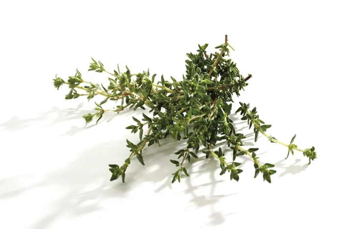 Stampa con cornice : Timo (Thymus) Stampa con cornice : Timo (Thymus)