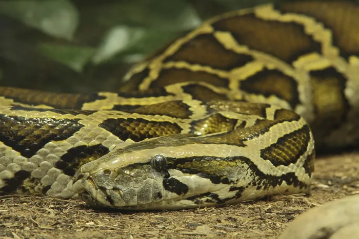 Stampa con cornice : Tigre python (Python molurus), in cattività.