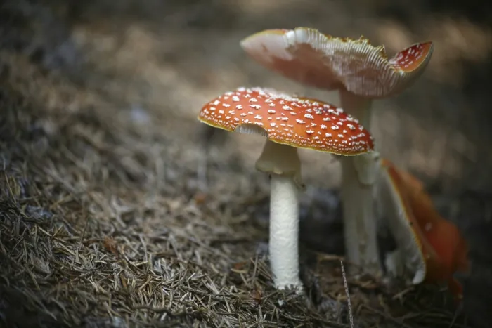 Stampa con cornice : Toadstool Stampa con cornice : Toadstool