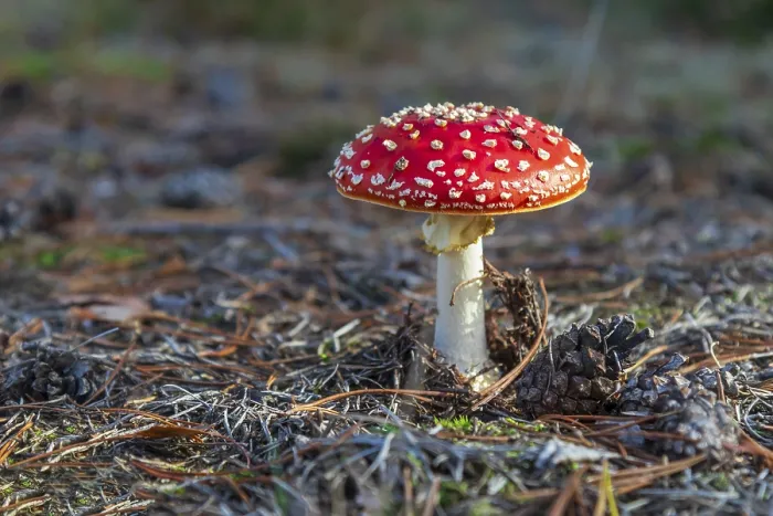 Stampa con cornice : Toadstool Stampa con cornice : Toadstool