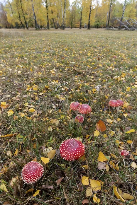 Stampa con cornice : Funghi in un prato autunnale. Stampa con cornice : Funghi in un prato autunnale.