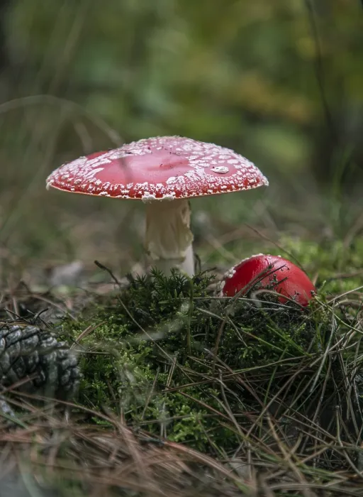 Stampa con cornice : Due funghi in bosco, circondati da muschio e aghi.