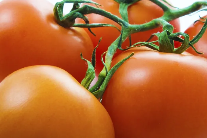 Stampa con cornice : Fondo di pomodoro Stampa con cornice : Fondo di pomodoro