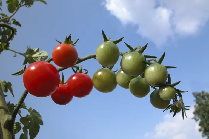 Stampa con cornice : Tomatoes Stampa con cornice : Tomatoes