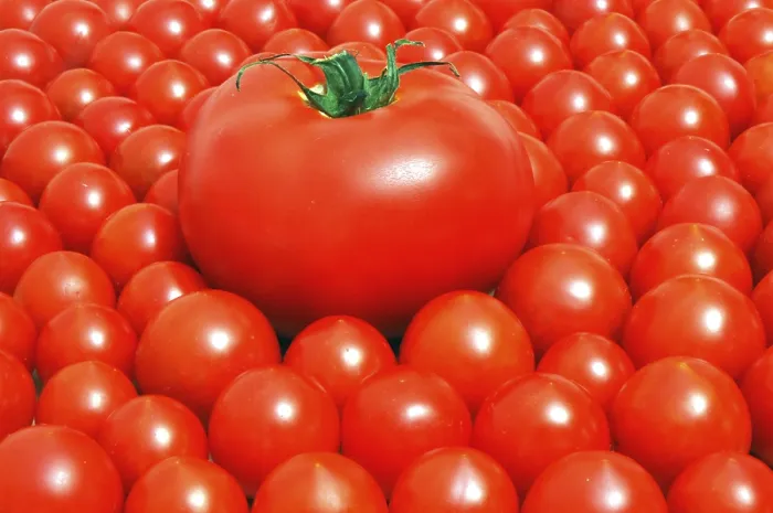 Stampa con cornice : Tomatoes
