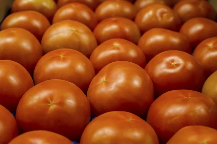 Stampa con cornice : Tomatoes Stampa con cornice : Tomatoes