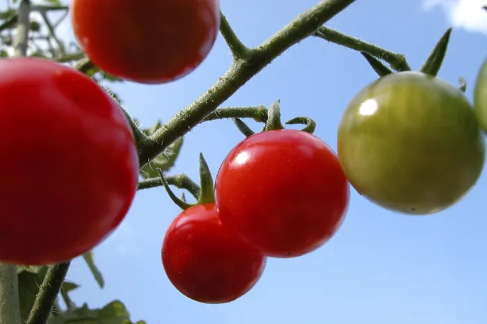 Stampa con cornice : Tomatoes Stampa con cornice : Tomatoes