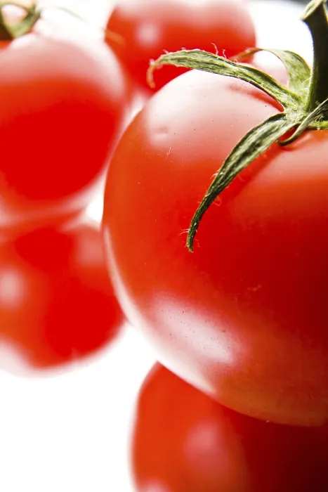 Stampa con cornice : Tomatoes Stampa con cornice : Tomatoes