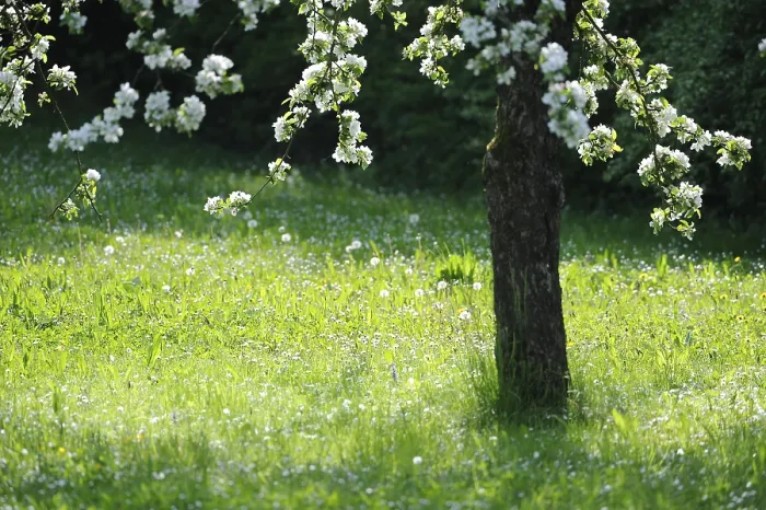 Stampa con cornice : Fiore di albero Stampa con cornice : Fiore di albero
