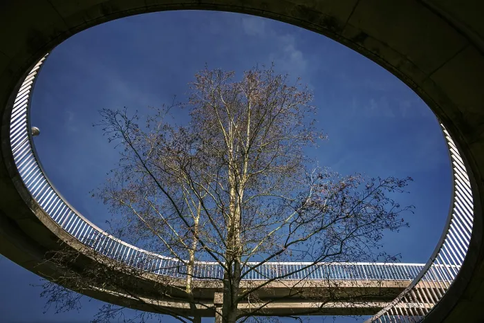 Stampa con cornice : L'albero sul ponte.