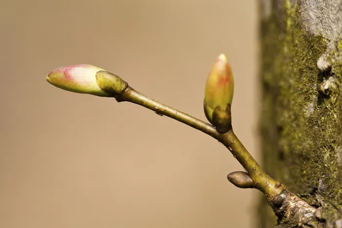 Stampa con cornice : Bacche di albero Stampa con cornice : Bacche di albero
