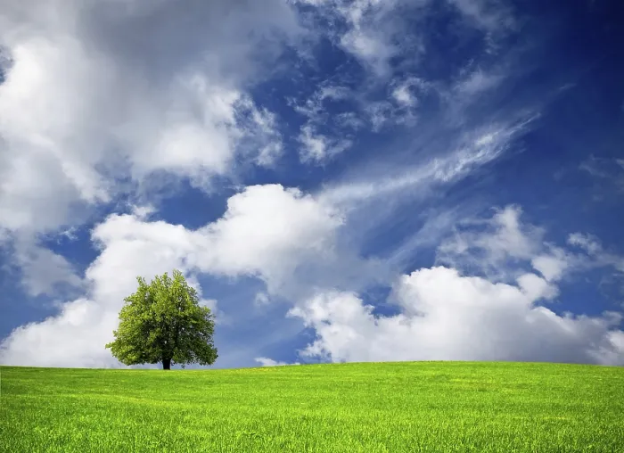 Stampa con cornice : Albero e cielo nuvoloso.