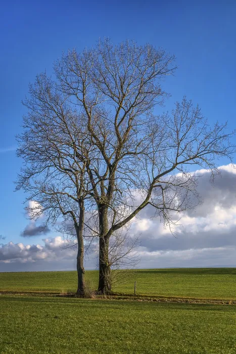 Stampa con cornice : Albero in dicembre.