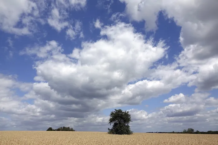 Stampa con cornice : Albero in un campo. Stampa con cornice : Albero in un campo.