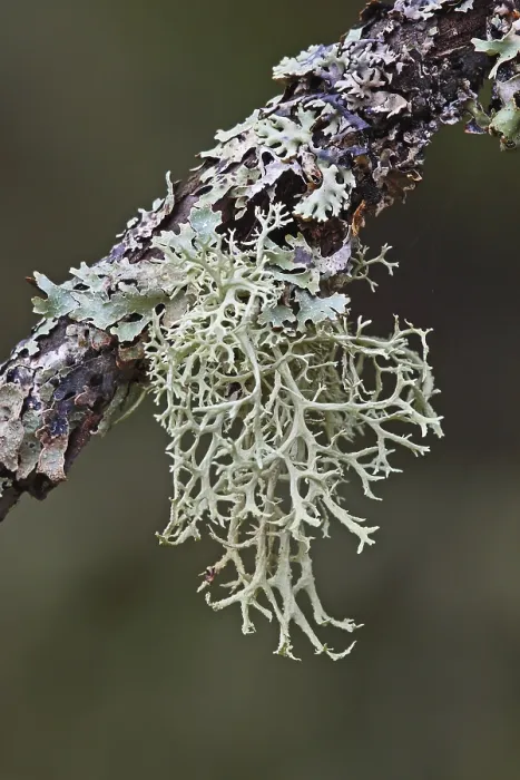 Stampa con cornice : Lichen di albero