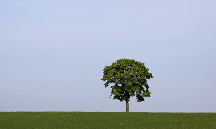 Stampa con cornice : Albero in un prato Stampa con cornice : Albero in un prato