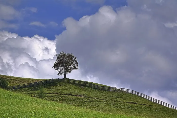Stampa con cornice : Un albero in un prato.