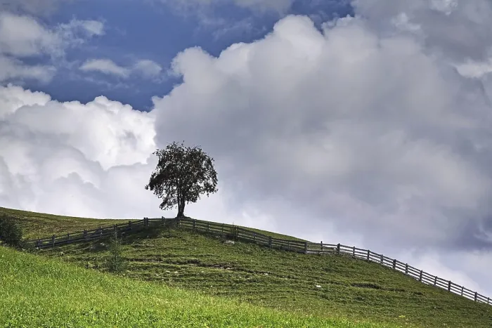 Stampa con cornice : Un albero in un prato. Stampa con cornice : Un albero in un prato.