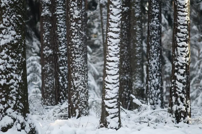 Stampa con cornice : Albero, alberi, foresta conifera. Stampa con cornice : Albero, alberi, foresta conifera.