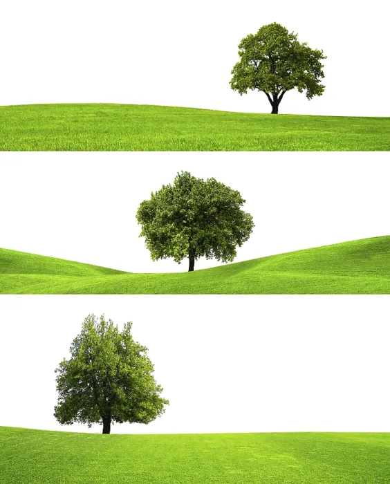 Stampa con cornice : Tre alberi