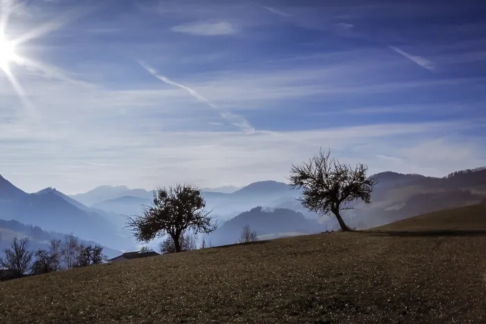 Stampa con cornice : Due alberi. Stampa con cornice : Due alberi.
