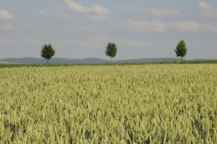 Stampa con cornice : Alberi in un campo. Stampa con cornice : Alberi in un campo.
