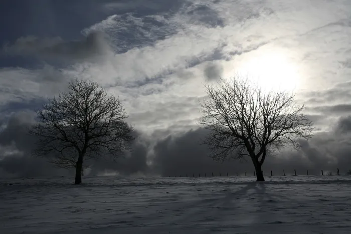 Stampa con cornice : Alberi in un prato contro la luce. Stampa con cornice : Alberi in un prato contro la luce.