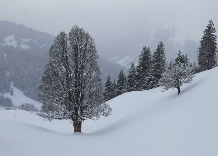 Stampa con cornice : Alberi d'inverno. Stampa con cornice : Alberi d'inverno.