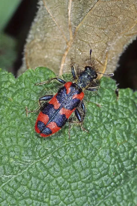 Stampa con cornice : Trichodes apiarius, lupo delle api. Stampa con cornice : Trichodes apiarius, lupo delle api.