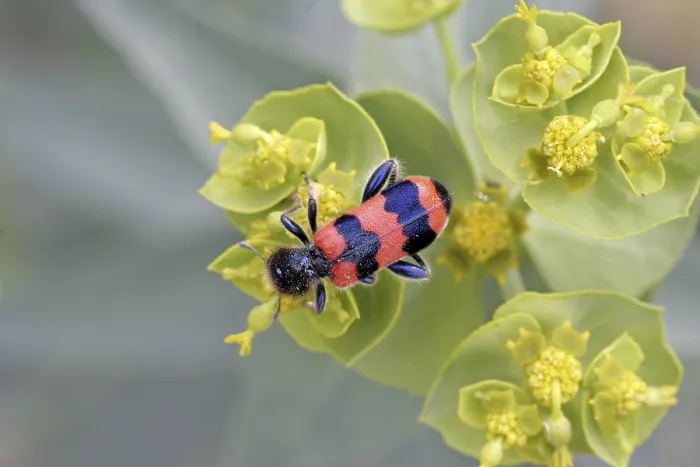 Stampa con cornice : Trichodes apiarius, lupo delle api. Stampa con cornice : Trichodes apiarius, lupo delle api.
