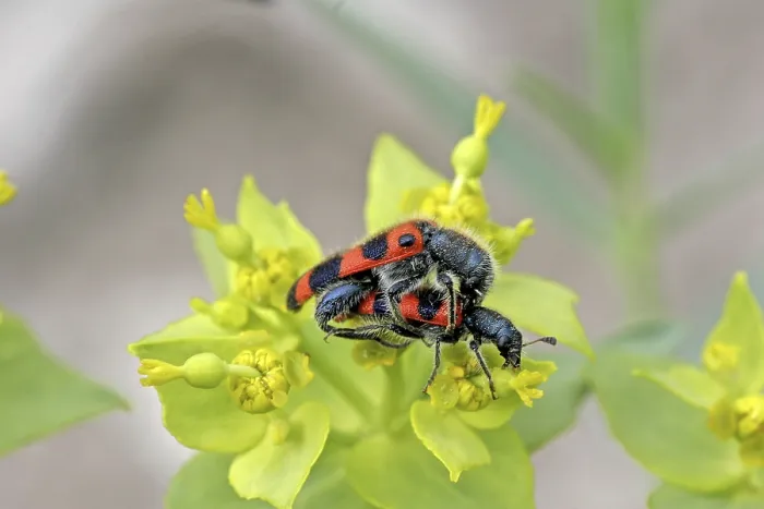 Stampa con cornice : Trichodes apiarius, lupo delle api. Stampa con cornice : Trichodes apiarius, lupo delle api.