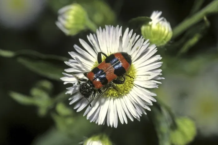 Stampa con cornice : Trichodes apiarius, lupo delle api. Stampa con cornice : Trichodes apiarius, lupo delle api.