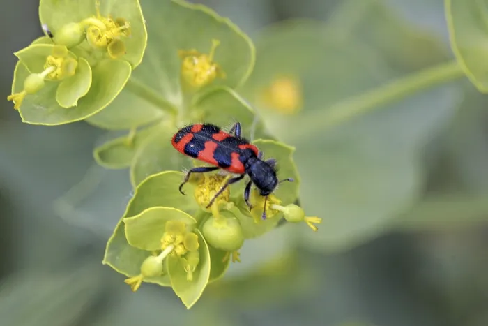 Stampa con cornice : Trichodes apiarius, lupo delle api. Stampa con cornice : Trichodes apiarius, lupo delle api.