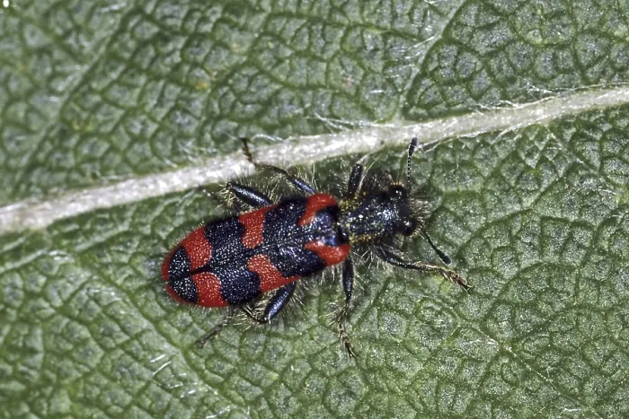 Stampa con cornice : Trichodes apiarius, lupo delle api. Stampa con cornice : Trichodes apiarius, lupo delle api.