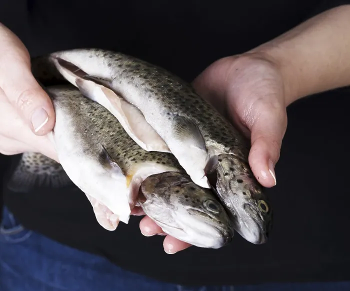 Stampa con cornice : Trouts Stampa con cornice : Trouts