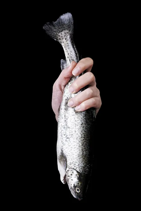 Stampa con cornice : Trouts Stampa con cornice : Trouts