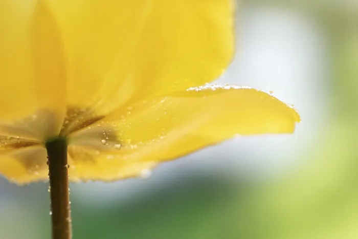 Stampa con cornice : Tulipano, dettaglio.