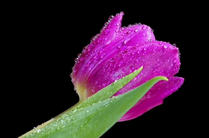 Stampa con cornice : Tulip Stampa con cornice : Tulip