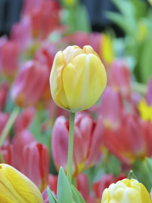 Stampa con cornice : Tulip