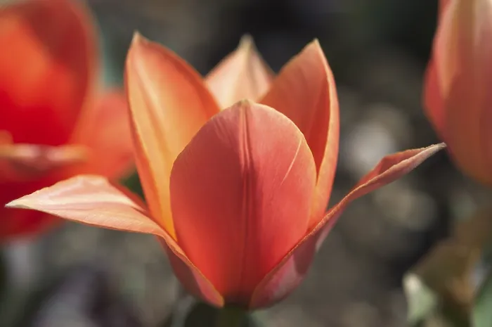 Stampa con cornice : Tulipano tulipifero.