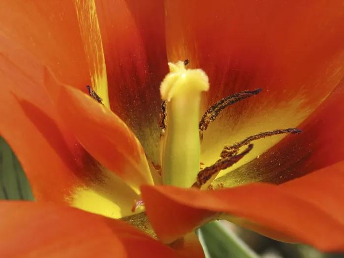 Stampa con cornice : Tulipa Van Eijk' Tulipa Van Eijk
