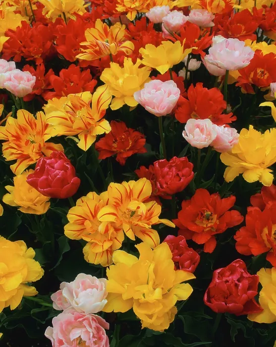 Stampa con cornice : Tulips