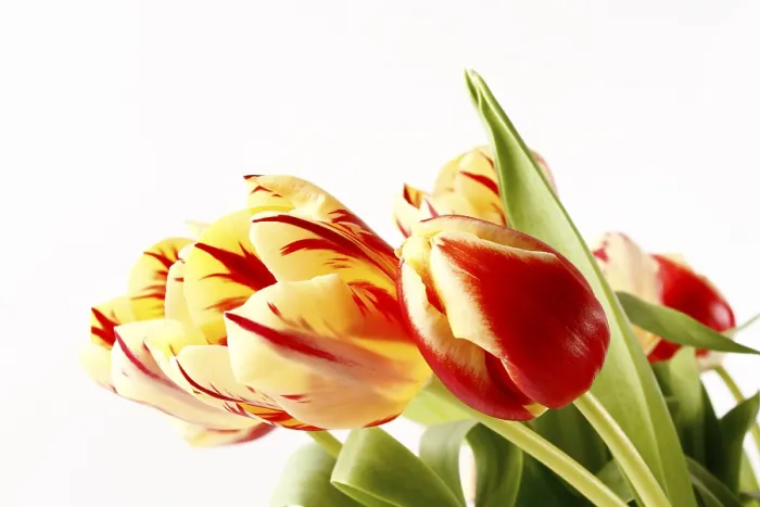 Stampa con cornice : Tulips Stampa con cornice : Tulips