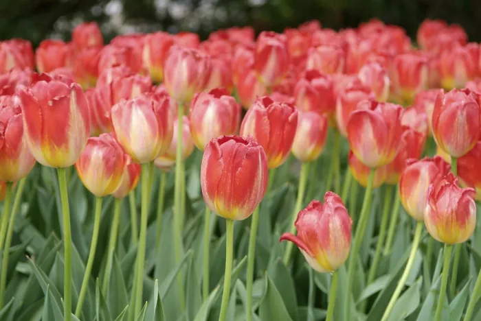 Stampa con cornice : Tulips Stampa con cornice : Tulips