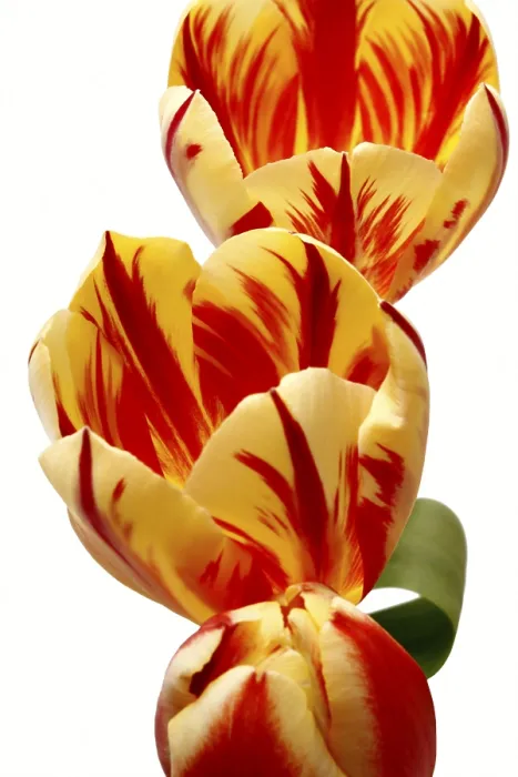 Stampa con cornice : Tulips Stampa con cornice : Tulips