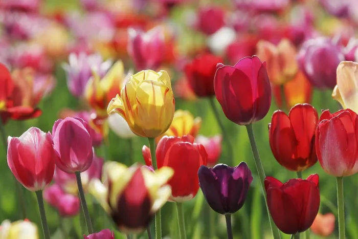 Stampa con cornice : Tulips Stampa con cornice : Tulips